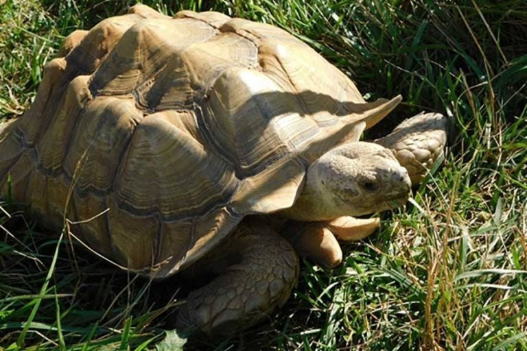 Cocoa & Puff - Sulcata Tortoise Adoption Kit | Black Pine Animal Sanctuary