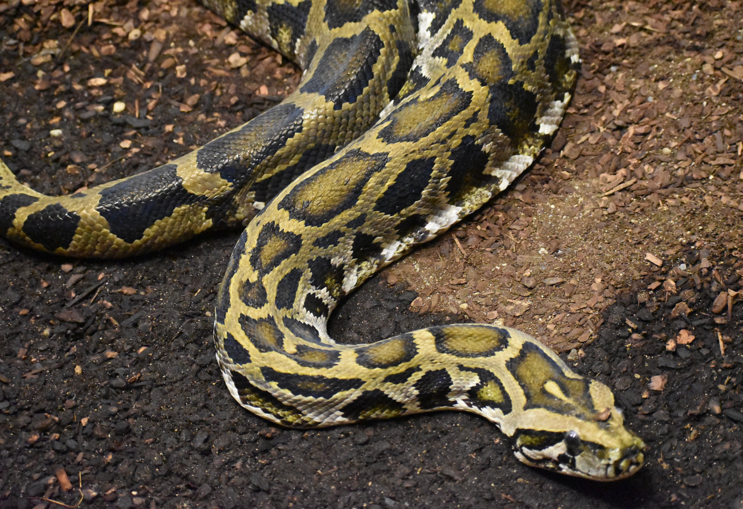 Kamar burmese python adoption kit black pine animal sanctuary